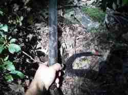 Timber rattlesnake marked.